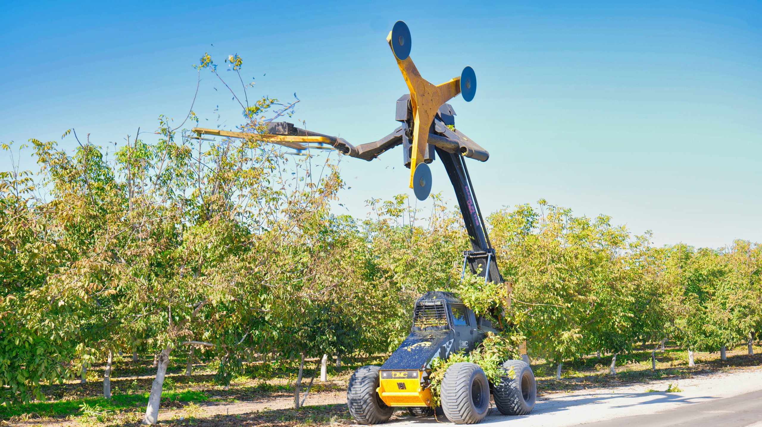 Hedgehog At work trimming trees in orchard